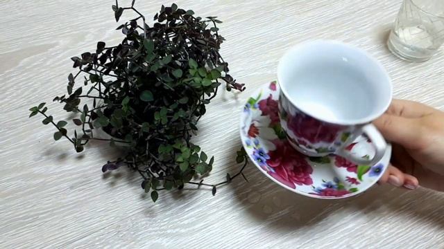 DIU dekor \ Как из чайной кружки сделать - цветочный горшок! \Солейролия\Мастер класс смотреть онлайн