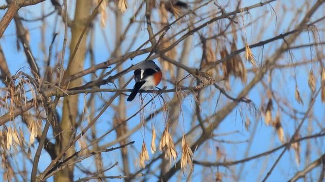 Снегирь / Bullfinch / Гіль. Голос снегиря смотреть онлайн