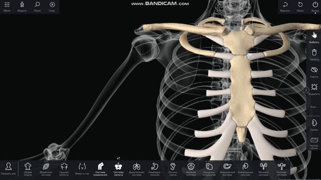 Грудина: внутреннее строение и какие части входят смотреть онлайн