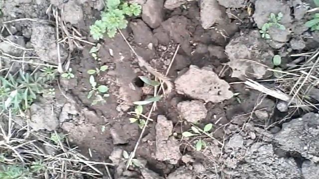 Борьба с тарантулом смотреть онлайн