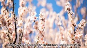 Почему не плодоносит абрикос: что делать