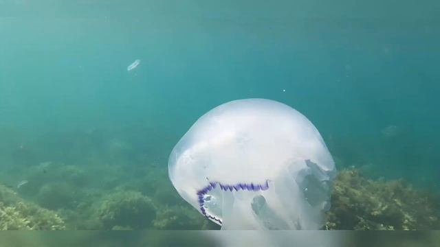 телефон SAMSUNG A-8 (2018) сьёмка под водой в море. смотреть онлайн