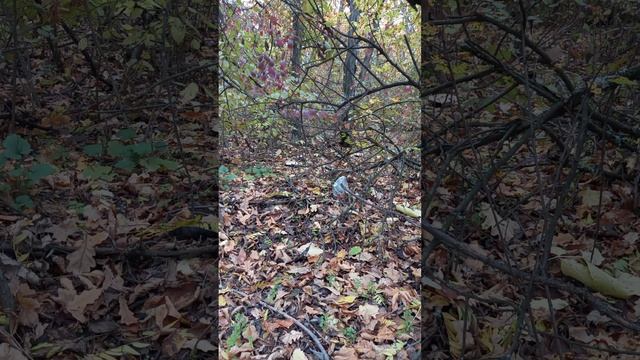 Дары природы