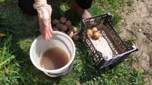 ПОСАДКА КАРТОФЕЛЯ НА ЦЕЛИНЕ. ОБРАБОТКА КАРТОФЕЛЯ ПЕРЕД ПОСАДКОЙ И ВНЕСЕНИЕ НЕОБХОДИМЫХ УДОБРЕНИЙ.