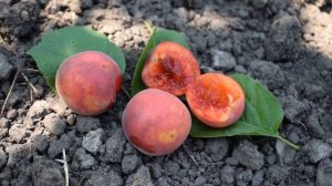 Бирикокколо Гигант ди Будрио (гибрид абрикос-слива) - Агро Сад