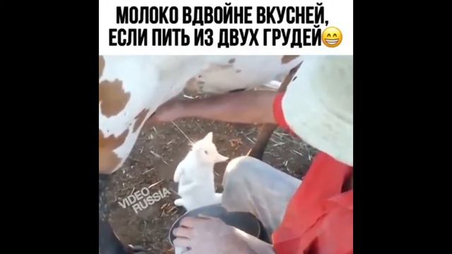 Прикольные животные смотреть онлайн