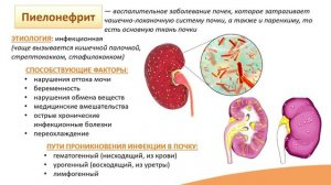 8.2. Острая почечная недостаточность, пиелонефрит, гломерулонефрит