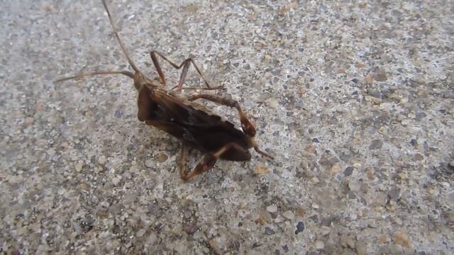 ТРИАТОМОВЫЙ (ПОЦЕЛУЙНЫЙ КЛОП). В Мире животных глазами ребенка. Никита Нюняев, Одесса сентябрь 2017 смотреть онлайн