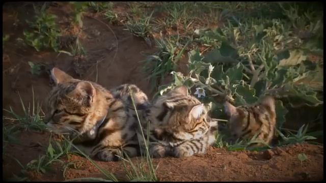 Wildlife Wonder-Black Footed Cats смотреть онлайн