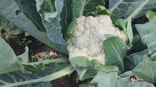 ЦВЕТНАЯ КАПУСТА РАДУЕТ. смотреть онлайн