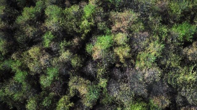 Удивительные животные 2 сезон 3 серия «Медведи» (документальный сериал, 2021) смотреть онлайн