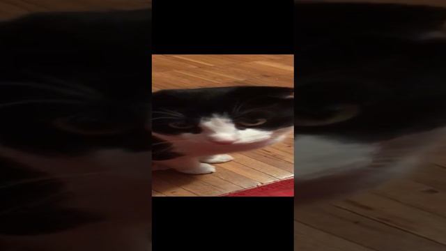 Стёпа пищун