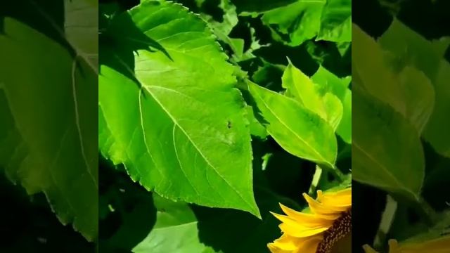 ...Подсолнечник декоративный "Медвежонок"/Времена Года... смотреть онлайн