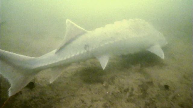 Подводное видео 05 02 22 смотреть онлайн