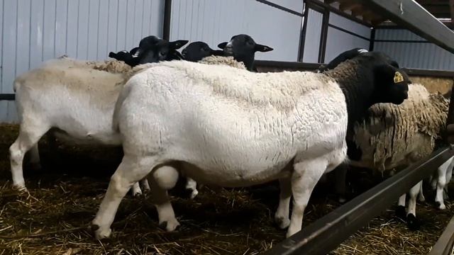 Дорпер в Оренбургской области. смотреть онлайн