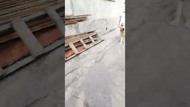 Сколько есть Алабай? САО. Много ли кушает средне азиатская овчарка? Чем кормить алабая? смотреть онлайн