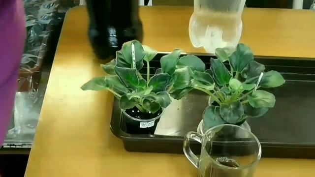 Coca Cola от вредителей +удобрение для фиалок(эксперимент) смотреть онлайн