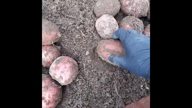 Сорта картофеля: ???"Сарпо мира", "Шарвари пирошка", "Голубой дунай". смотреть онлайн