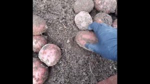 Сорта картофеля: ???"Сарпо мира", "Шарвари пирошка", "Голубой дунай".