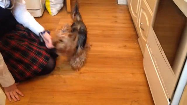 Yorkshire Terrier Playing Some Kerling (small Cute Dog)