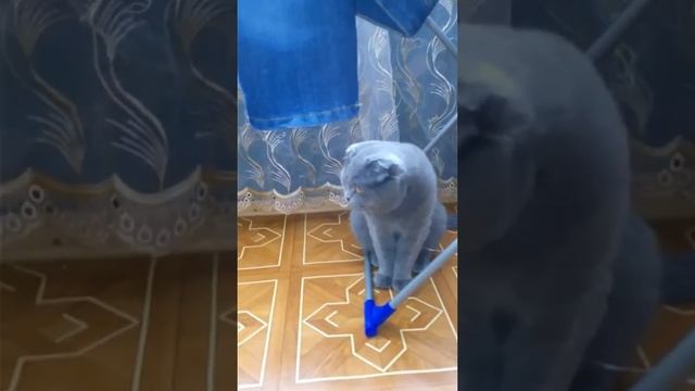 мой кот жрёт нитку смотреть онлайн