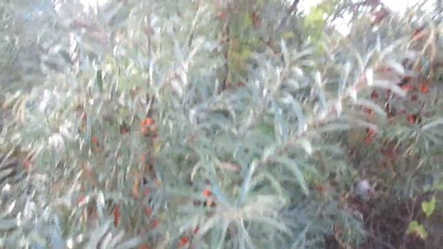 Как собирать Облепиху чтобы не уколоть руки