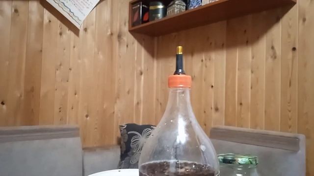 Ферментум с кедровых Орехов смотреть онлайн