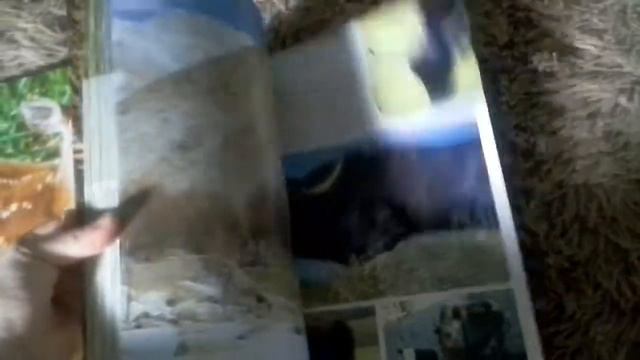 Моя большая книга о животных 1000 фотографий смотреть онлайн