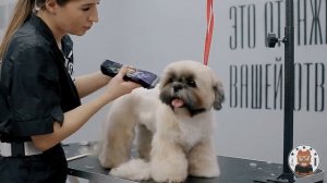 СТРИЖКА КОРПУСА ШИ-ЦУ | Груминг ши-тцу | Академия Блэкгрумер