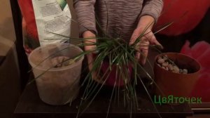 Зефирантес уход в домашних условиях