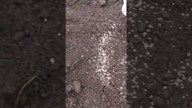 Удобрение плодовых деревьев, Нитроаммофоска смотреть онлайн