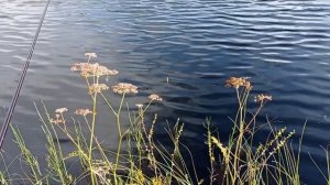 силиконовый опарыш от "Микадо".Обзор и тестирование