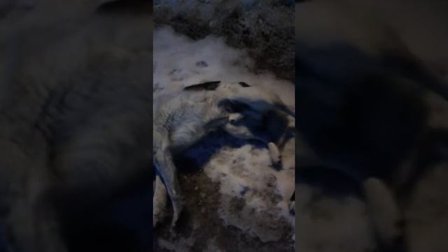 Дикие собаки в тайге.. смотреть онлайн