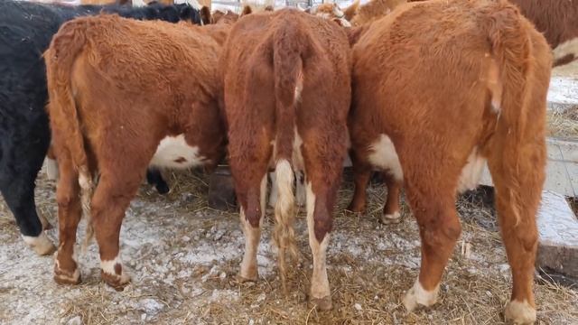 Как платим КРЕДИТЫ. Новое оборудование/Семья Фетистовых смотреть онлайн