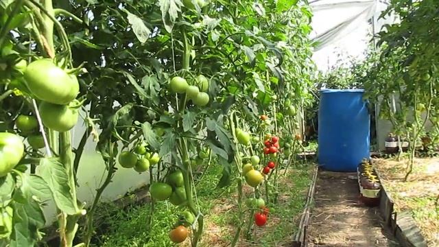 Защита томатов от фитофторы.26.07.2019 смотреть онлайн