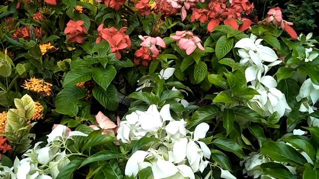 All Time Flower Plant