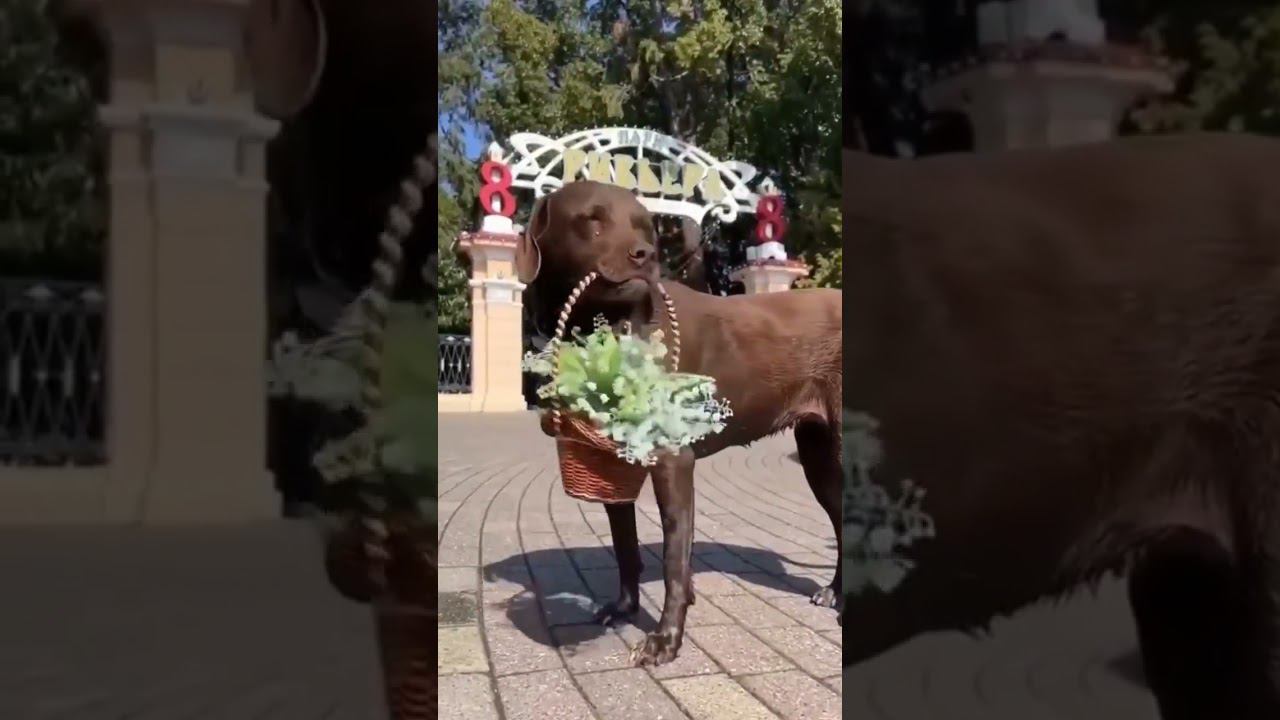 Женский день. 8 марта на Сочинских пляжах и в парках девушкам будут дарить цветы. #shorts #сочи смотреть онлайн