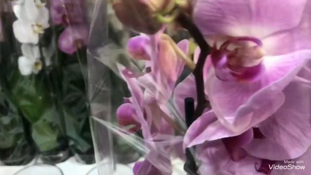 Море Ярких Орхидей в ИКЕА. Чармер! смотреть онлайн