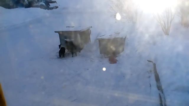 Еда для собак смотреть онлайн