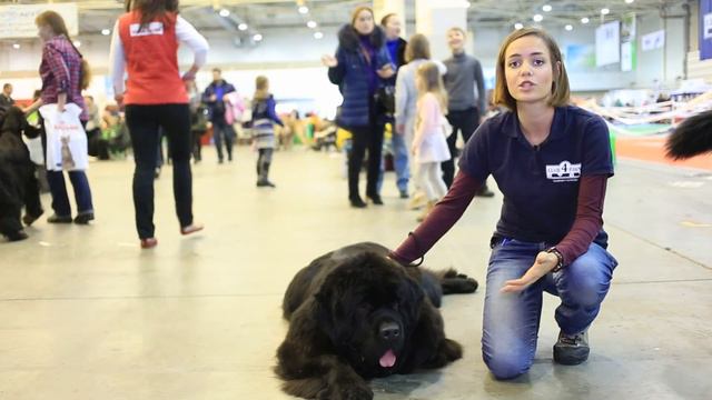 Історія виведення і призначення красенів-ньюфаунлендів смотреть онлайн
