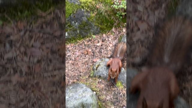 Песенки не поёт, орешки не грызёт