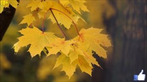 Заставь девушку бегать за тобой | Как влюбить девушку | Психология отношений