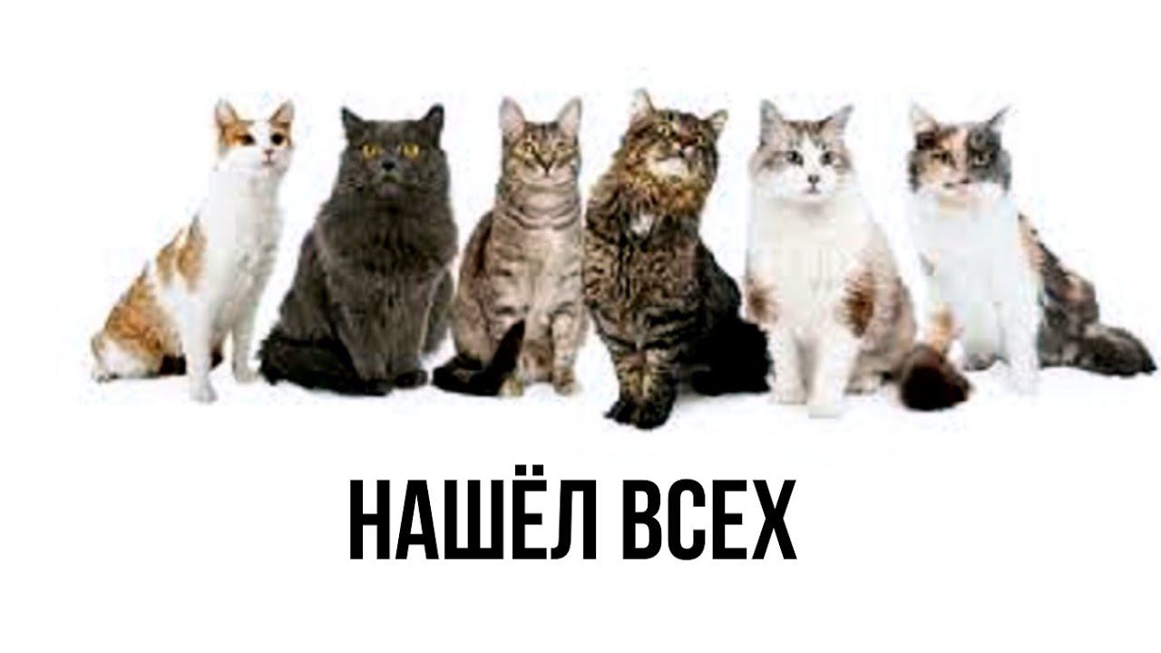 Wartales-9-ть прекрасных кошечек смотреть онлайн