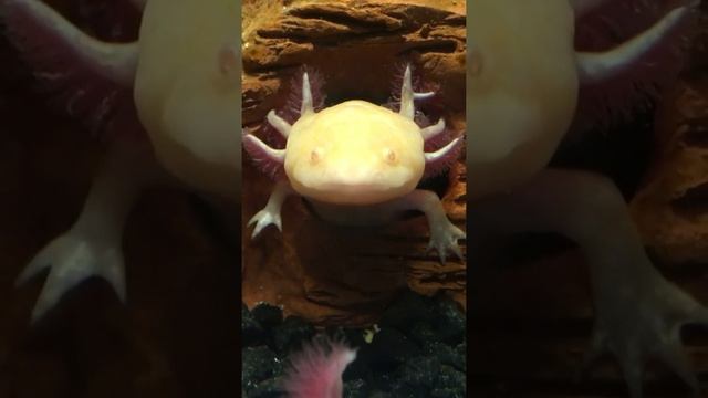 Маленький аксолотль, или личинка амбистомы. смотреть онлайн