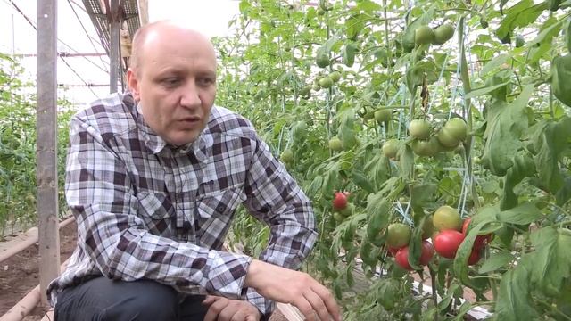 Томат ФЕНДА (01-03-2018) смотреть онлайн