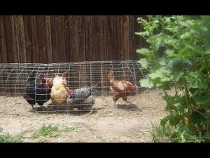 Как сделать ТУННЕЛЬ чтобы дать Вашим птицам больше места разгуляться