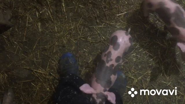 Поросята петрен. Поросятам 10 дней.