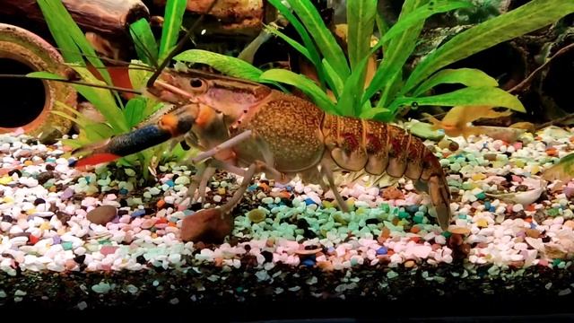 Купил раков в аквариум120 литров. ??? смотреть онлайн