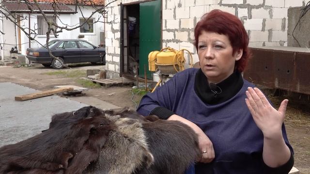 Многодетная семья из Калининградской области занимается необычным фермерством. Они разводят нутрий смотреть онлайн