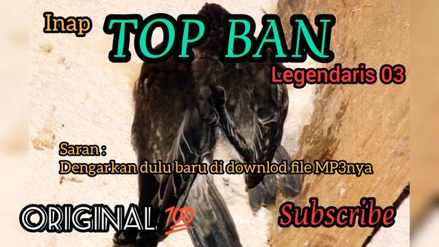 Suara Inap Walet TOP BAN Arif Budiman